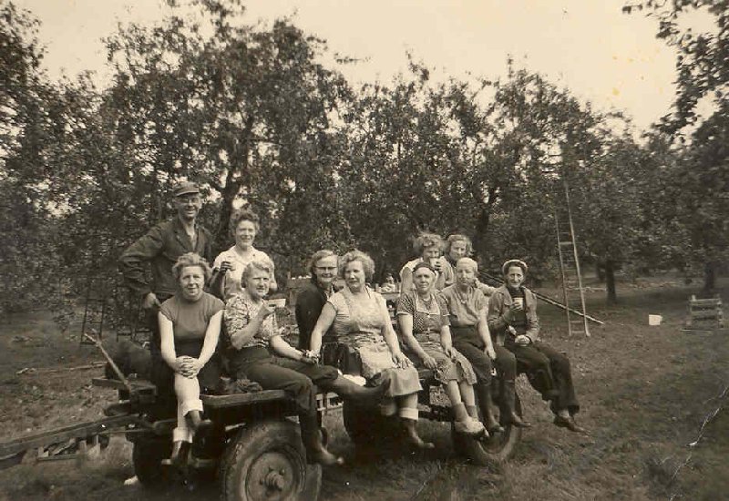 Medio 1950 Groepsfoto appels plukken boomgaard